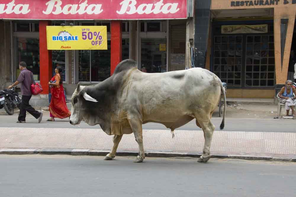 Vaca - India 2.jpg